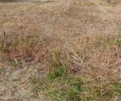 Land plot for sale 50 sotok in Lishchyn for construction