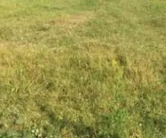 Land plot for sale, Pisky village, near Zhytomyr