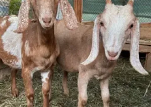 Anglo-Nubian goats