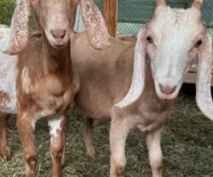 Anglo-Nubian goats