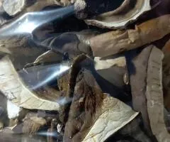 Dried porcini mushrooms