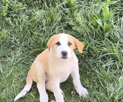 Віддам безкоштовно щинка алабая