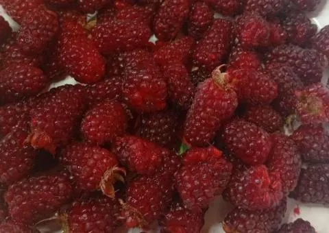 Продам саженцы ежемалины Тайбери Букингем — 100 грн