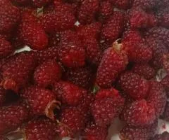 Продам саженцы ежемалины Тайбери Букингем — 100 грн
