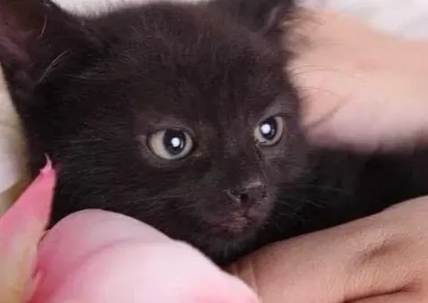 Даруємо котятко. Хлопчик Черниш, 3 місяці