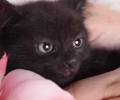 Даруємо котятко. Хлопчик Черниш, 3 місяці