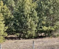Land for sale for residential development, 10 sot., Sadova St., Khotianivka