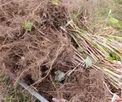 Саженцы высокоурожайной ремонтантной малины