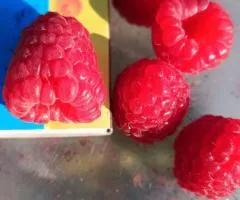 саженцы малины разных сортов